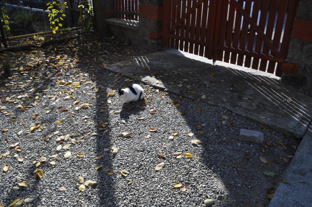 Pensiunea Micsunica Sinaia Bagian luar foto